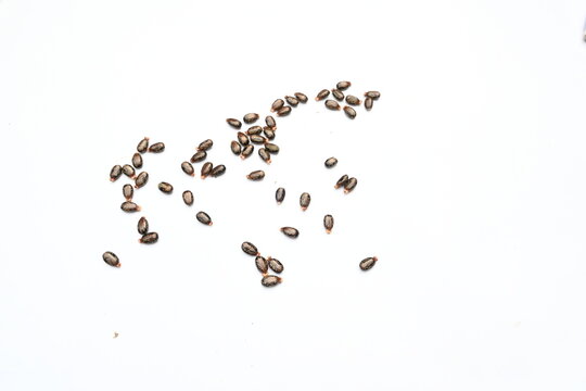 Castor seeds on white background. Ricinus communis, the castor bean or palma christi is a species of perennial flowering plant in the spurge family. Many Ayurvedic medicines are made from its oil. 