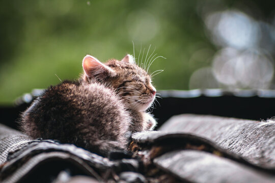 Beautiful abandoned kitten living in ruined slum looking at camera curiously. Homeless little kittens with striped coloring sit on a rooftop