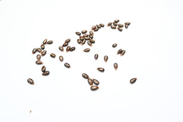 Castor seeds on white background. Ricinus communis, the castor bean or palma christi is a species of perennial flowering plant in the spurge family. Many Ayurvedic medicines are made from its oil.  - obrazy, fototapety, plakaty
