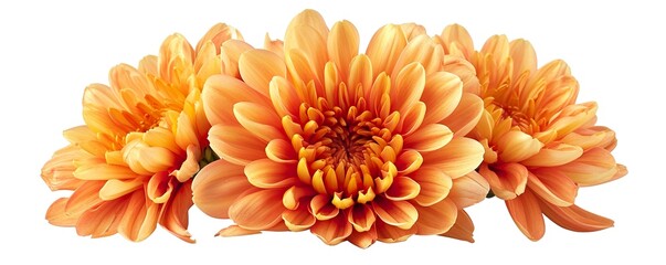 orange chrysanthemum isolated on white - obrazy, fototapety, plakaty