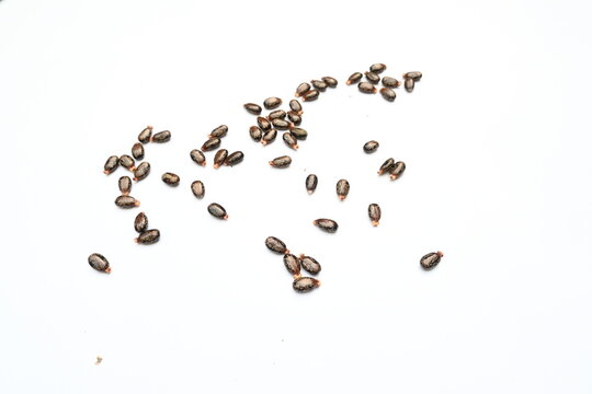 Castor seeds on white background. Ricinus communis, the castor bean or palma christi is a species of perennial flowering plant in the spurge family. Many Ayurvedic medicines are made from its oil. 