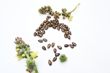 Castor seeds on white background. Ricinus communis, the castor bean or palma christi is a species of perennial flowering plant in the spurge family. Many Ayurvedic medicines are made from its oil. 