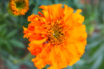 Beautiful Flowers in Pakistan