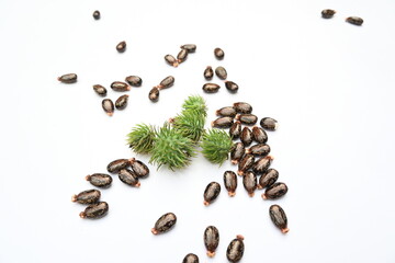 Castor seeds on white background. Ricinus communis, the castor bean or palma christi is a species of perennial flowering plant in the spurge family. Many Ayurvedic medicines are made from its oil. 