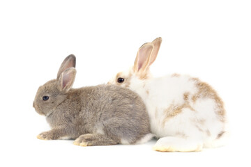 Happy two lovely white brown and gray rabbit on withe background. Joyful pet bunny playing together. Fluffy animal with long ears showing beautiful moment.