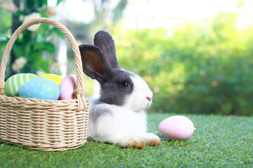 Cute fluffy white with black spot rabbit with long ears with colorful easter eggs basket in flower garden, bunny animal lying on green grass with easter egg. Happy spring celebration festival.