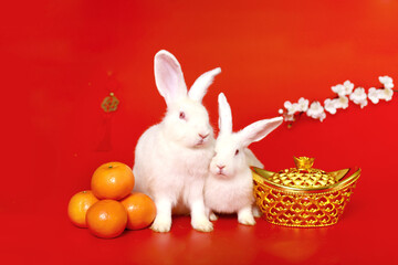 Happy Lunar Chinese New Year, celebrating Mid-Autumn Festival, two cute white rabbit bunny with gold ingot, Mandarin orange and plum blossom flower on red background, lucky symbol oriental Asian style