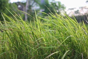 Green grass isolated on blurred background