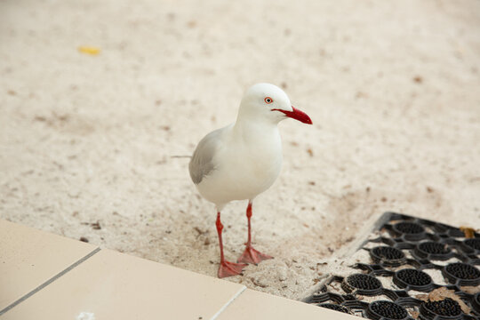 cheeky seagull on the sand near a doormat on a holiday unit