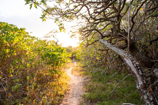 Early morning walk along the sandy paths on Heron Island