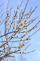 梅