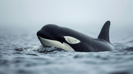 Fototapeta premium Killer whale in the water