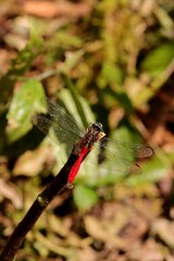 Red tail dragonfly from Indonesian New Guinea in the tree trunk