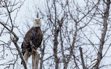 adult bald eagle perched on tree