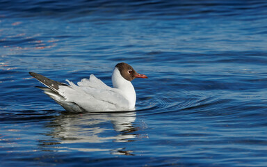 brown headed gull in blue waters