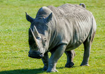 gray rhino in field walking close up