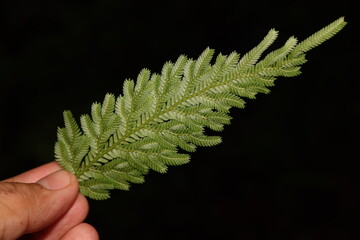 Close up photo of green Selaginella from abaxial side