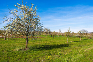Blooming cherry trees under a white-blue sky in Frauenstein/Germany in the Rheingau
