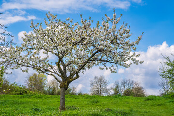 Fototapeta na wymiar Blooming cherry trees under a white-blue sky in Frauenstein/Germany in the Rheingau 
