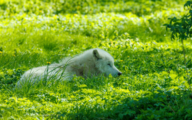 white arctic wolf in forest grass
