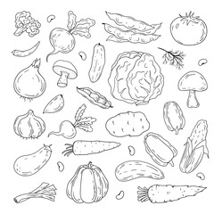Vector hand drawn vegetables icons set.