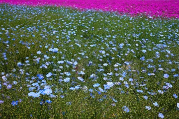 Poster Im Rahmen Kleurrijke bloemen op de akker met paarse en blauwe kleuren, geteeld voor het bloemzaad in Zeeland © ArieStormFotografie