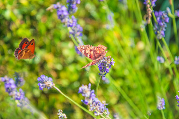 Butterflies flying around blooming lavender flowers on sunny day