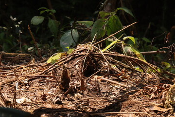 Burrow nest of marsupial animal from Indonesian New Guinea