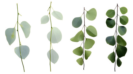 Eucalyptus Collection: Stunning Transparent Background Floral Elements for Garden Designs and Digital Art - Top View 3D Isolated PNGs