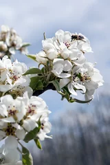 Fotobehang In het voorjaar staan de perenbomen vol in bloei met een mooie witte bloesem waarop bijen afkomen die tegelijkertijd zorgen voor bestuiving van de boom zodat er peren kunnen groeien © ArieStormFotografie
