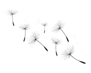 Vector illustration dandelion time. Black Dandelion seeds blowing in the wind. The wind inflates a dandelion isolated on a white background.