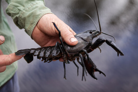 Close up of hands holding a marron