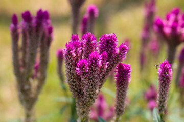 Common cockscomb or Crested celosin flower