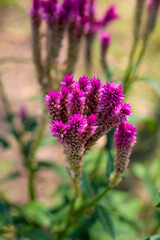 Obraz premium Common cockscomb or Crested celosin flower