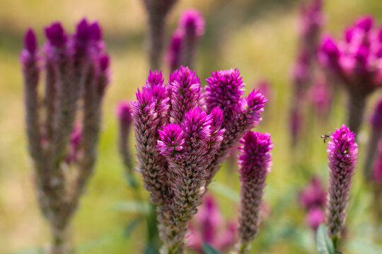 Common cockscomb or Crested celosin flower
