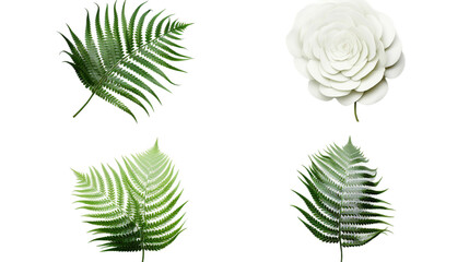 Fern and Plants for Your Garden Design - Top View PNG Digital Art with Transparent Background