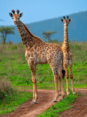 Juvenile giraffes in Zimanga Private Game Reserve.