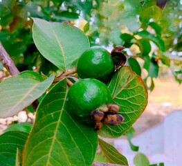 Unripe guava fruit on guava-tree branch with leaves green commonguava guapple amrood image stock photo 