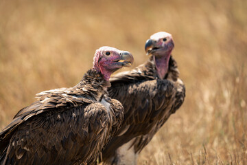 Close-up of two lappet-faced vultures on grassland