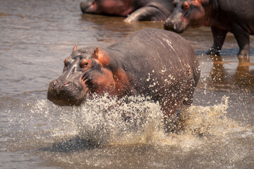 Fototapeta na wymiar Common hippopotamus splashes through river in sunshine