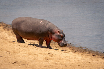 Common hippopotamus walks on riverbank in sunshine