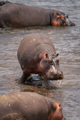 Common hippopotamus walking past others in river