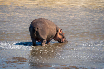 Common hippopotamus stands in river looking round