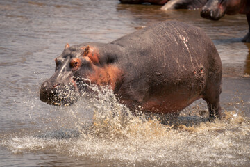 Common hippopotamus splashing through shallows in sunshine