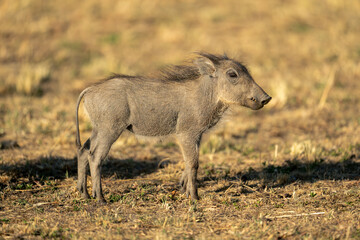 Common warthog piglet stands staring in sunshine