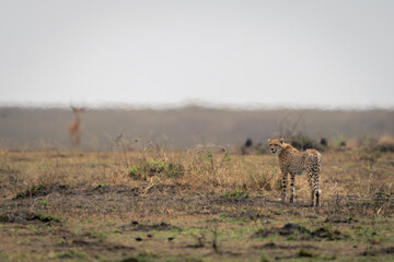 Common impala watches cheetah in heat haze