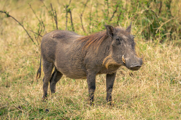 Common warthog stands near bush watching camera