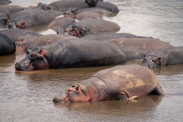 Common hippopotamuses lie in shallows in sunshine