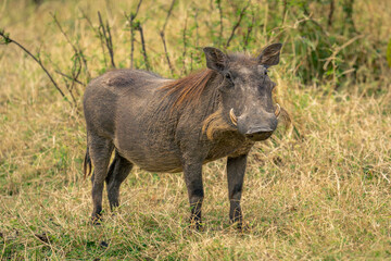 Common warthog stands in savannah watching camera