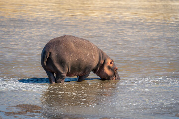 Common hippopotamus stands drinking from shallow water